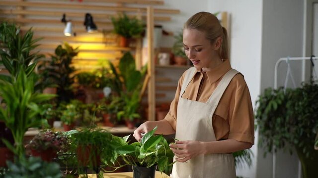 Tracking shot of happy attractive female florist takes care of plants at home with hands, dusting flowers. Smiling young woman florist removes dust from green foliage of plants in floral shop.