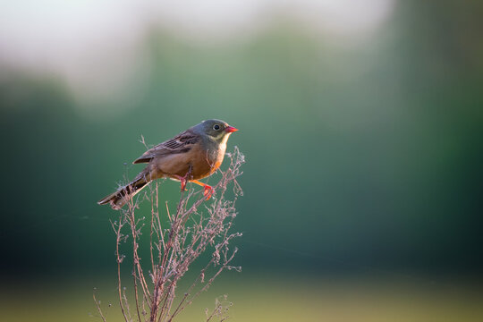 A cute ortolan bunting bird sitting on a dry grass twig