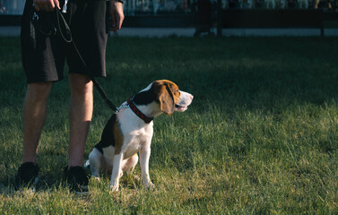 Beagle dog sits on green grass next to his owner. Low section shot of a purebred puppy next to owner