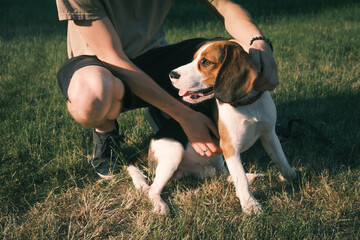 Beagle dog sits on green grass next to his owner. Low section shot of a purebred puppy next to owner
