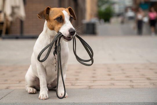 Lonely abandoned Jack Russell Terrier holds a leash in his mouth. Dog lost in the outdoors