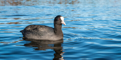 Eurasian coot or common coot swimming in the water.