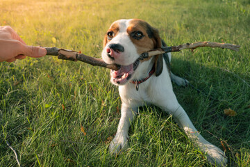 Beagle puppy playing with a stick, human point of view. Lifestyle with dogs outdoors, playtime in...