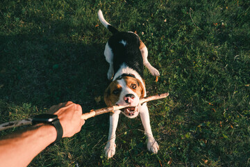 Playing with a beagle dog with stick, first person perspective. Human hand holding stick and happy...