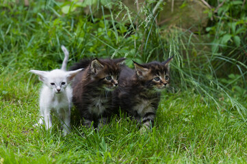 Balinese und Maine Coon Kitten outdoor