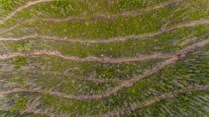 View from above. A place where trees were cut down in a dense Russian forest. An old felling area with illegal cutting of coniferous trees. Ecological catastrophy.