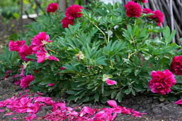 Red peonies in the garden. Petals of red peonies on the ground.