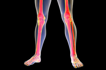 Human legs anatomy isolated on black background