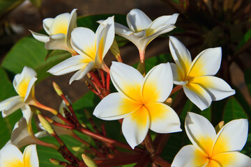 Fototapeta na wymiar Plumeria flower blooming beautiful in sun light