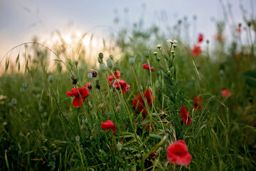 Poppy field on sunset, flowers and grass