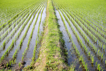 田んぼと田んぼの間のあぜ道