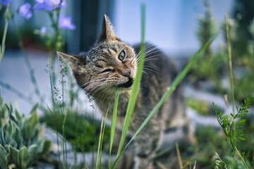 Cat eating grass © Petr
