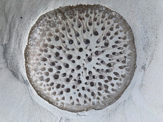Close up of jellyfish on beach.