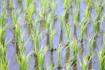 田植えが終わった田園風景