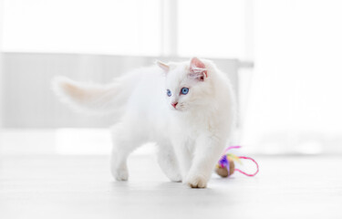 Ragdoll cat in light room with toy