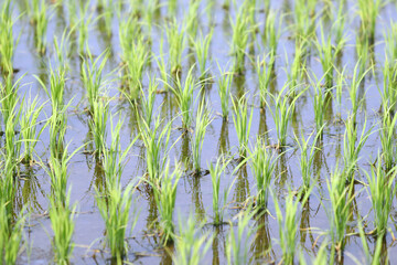 田植えが終わった田園風景