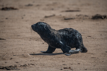 Fur seal Namibia South Africa