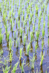 田植えが終わった田園風景