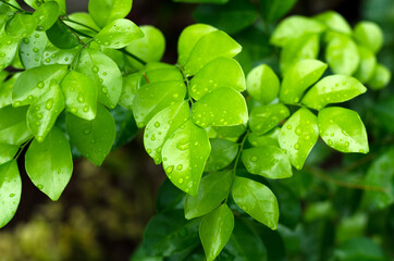 Fototapeta na wymiar Green leaf with water drops.