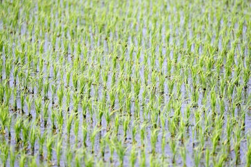 田植えが終わった田園風景
