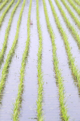 田植えが終わった田園風景