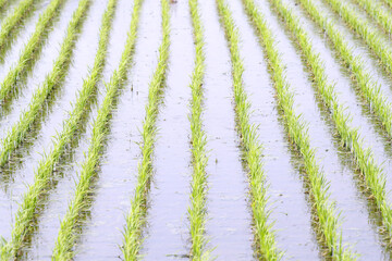 田植えが終わった田園風景