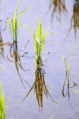 田植えが終わった田園風景
