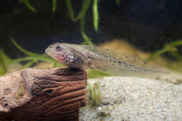 Tadpole of common water frog swimming in the pond