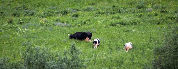 Naklejka na ściany i meble Three black and white cows graze in a green meadow. Panoramic image