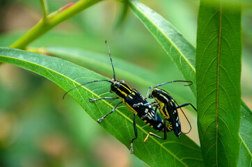 Insect macro closeup Bugs breeding.