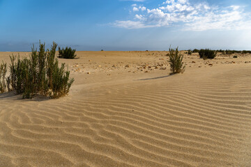 Fototapeta na wymiar Playa solitaria en el delta del ebro