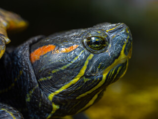 Obraz premium Tortuga de perfil