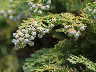 Weibliche Zapfen der Lawsons Scheinzypresse, Chamaecyparis lawsoniana