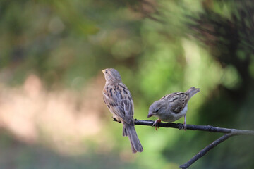 Birds of house sparrows sitting on green tree branch looking opposite side each birds