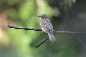 Bird of House sparrow sitting on green tree branch close up shot and look around.