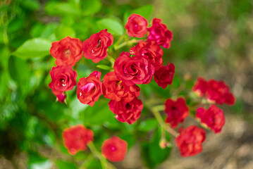 Fototapeta premium Red roses on a green blurred background.