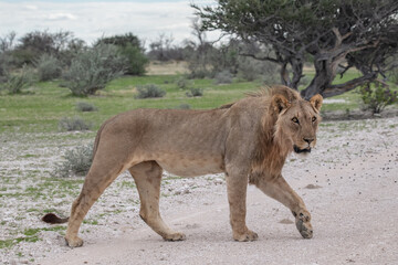 Lions Africa