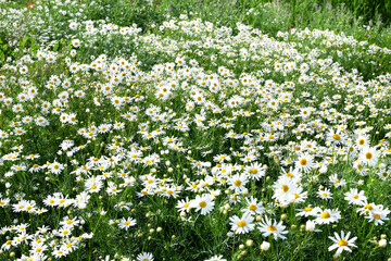 Field of camomiles at sunny day at nature. Camomile daisy flowers in summer day. Medicinal chamomile