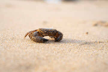 crab in the sand of a beach
