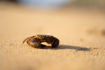crab in the sand of a beach
