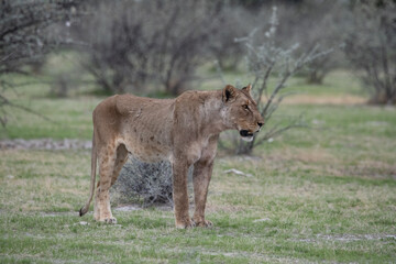 Naklejka premium Lions Africa
