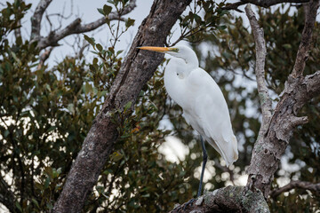 Great Egret, Tomaga River, NSW, June 2021