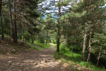 Camino de los pirineos