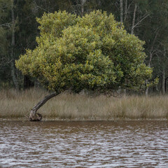 Mangrove tree on an overcast, rainy day, Tomaga River, NSW, June 2021