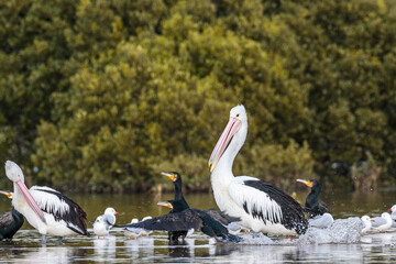 Water birds, Tomaga River, NSW, June 2021