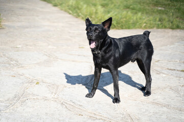 small black dog howling 