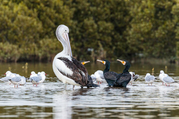 Water birds, Tomaga River, NSW, June 2021