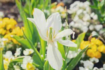 macro photo of a white lily in the park in sunny weather. Natural background. Flowers background. Beautiful neutral colors