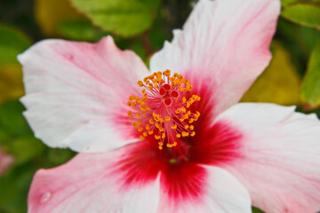 Red flower blooming beautiful in sun light