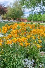 alyssum,  orange flowers in a summer park